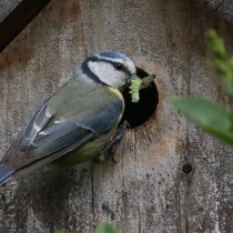 Ebra Oiseaux de bonheur