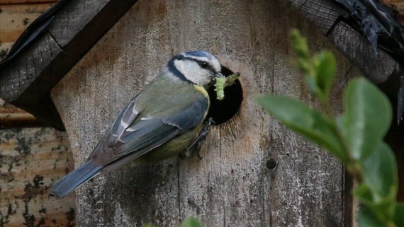 Le Groupe Ebra s’engage pour la protection des oiseaux