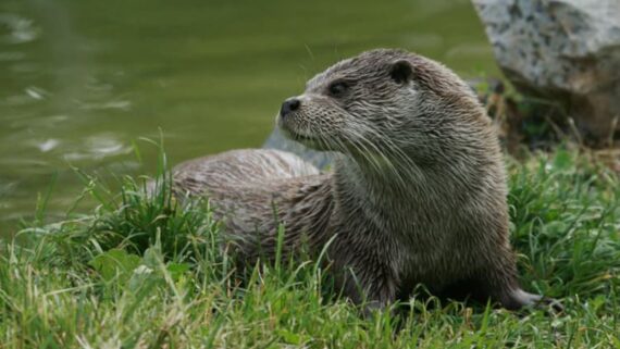 La Nouvelle République s’engage pour la biodiversité